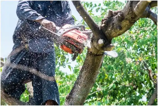 tree services Prairie Farm